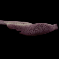 photo of Wels catfish pharyngeal dorsal view