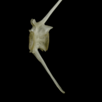photo of Eelpout caudal vertebra lateral view