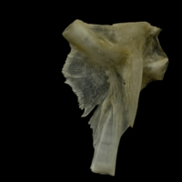 photo of Zander hyomandibular lateral view