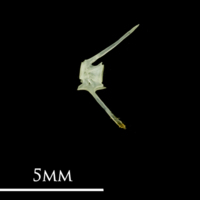 photo of Butterfish caudal vertebra lateral view
