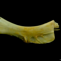 photo of Saithe ceratohyal lateral view