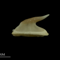 photo of Thornback ray buckler spine lateral view
