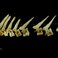photo of Atlantic cod precaudal vertebra lateral view