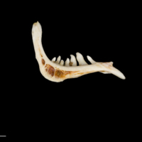 photo of Barbel pharyngeal ventral view