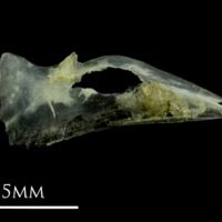 photo of Small sandeel for assessment lateral view