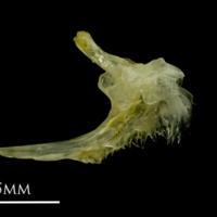 photo of Ruffe posttemporal lateral view