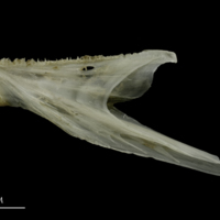 photo of Brill dentary medial view