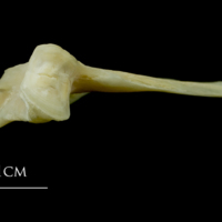 photo of Northern pike quadrate detail view