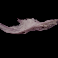 photo of Wels catfish for assessment medial view