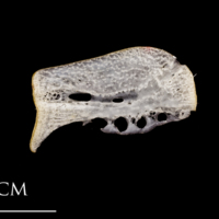 photo of Atlantic herring ceratohyal medial view