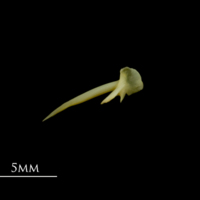 photo of Greater forkbeard posttemporal medial view