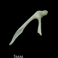 photo of Poor cod posttemporal medial view