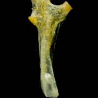 photo of Common sole hyomandibular lateral view