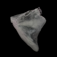 photo of Parrot fish opercular lateral view