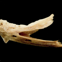 photo of Catfish dentary lateral view
