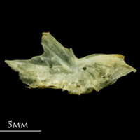 photo of Five-Bearded Rockling preopercular medial view