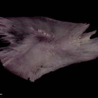 photo of Wels catfish for assessment medial view