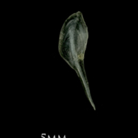 photo of European sprat supracleithrum medial view