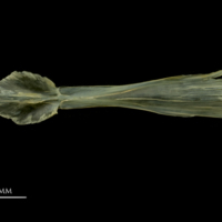 photo of European smelt parasphenoid dorsal view