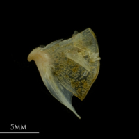 photo of Black seabream quadrate lateral view