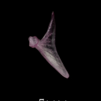 photo of Dragonet for assessment lateral view