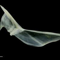 photo of Poor cod cleithrum medial view