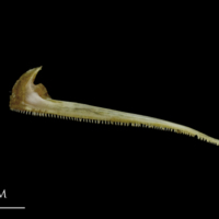 photo of Spanish mackerel premaxilla lateral view