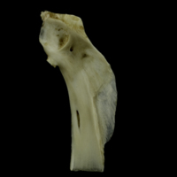 photo of Grey Triggerfish hyomandibular medial view