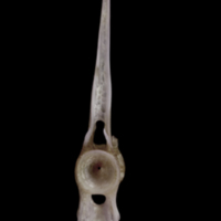 photo of Red seabream precaudal vertebra anterior view