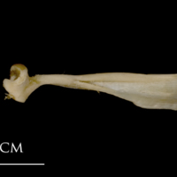photo of White grouper maxilla lateral view