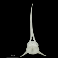 photo of Roach precaudal vertebra anterior view