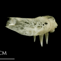 photo of Atlantic halibut pharyngeal ventral view