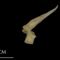 photo of Shore rockling precaudal vertebra lateral view