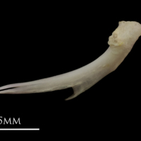 photo of European eel ceratohyal medial view