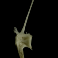 photo of Common pandora precaudal vertebra lateral view