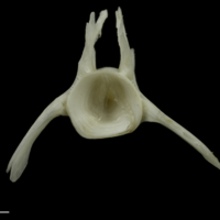photo of Burbot precaudal vertebra anterior view