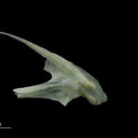 photo of European seabass posttemporal lateral view