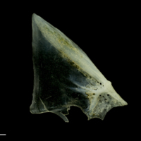 photo of Scad opercular medial view