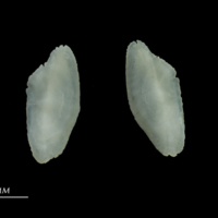 photo of European seabass otolith(s) detail view