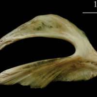 photo of Turbot urohyal lateral view