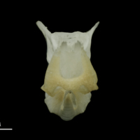 photo of Roach basioccipital anterior view