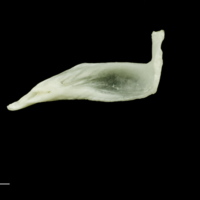 photo of Freshwater bream premaxilla medial view