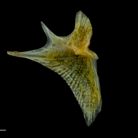 photo of Grey gurnard opercular medial view