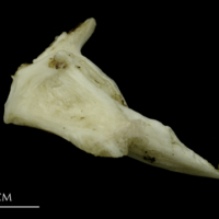 photo of Grey Triggerfish for assessment medial view