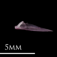 photo of Dragonet quadrate medial view