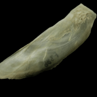 photo of Atlantic salmon subopercular medial view