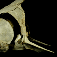 photo of Sturgeon skull lateral view
