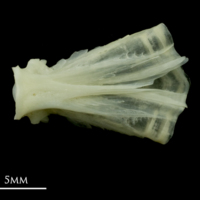 photo of Bullrout basioccipital ventral view