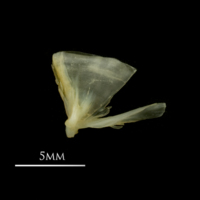 photo of European smelt quadrate lateral view