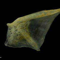 photo of Black seabream opercular lateral view